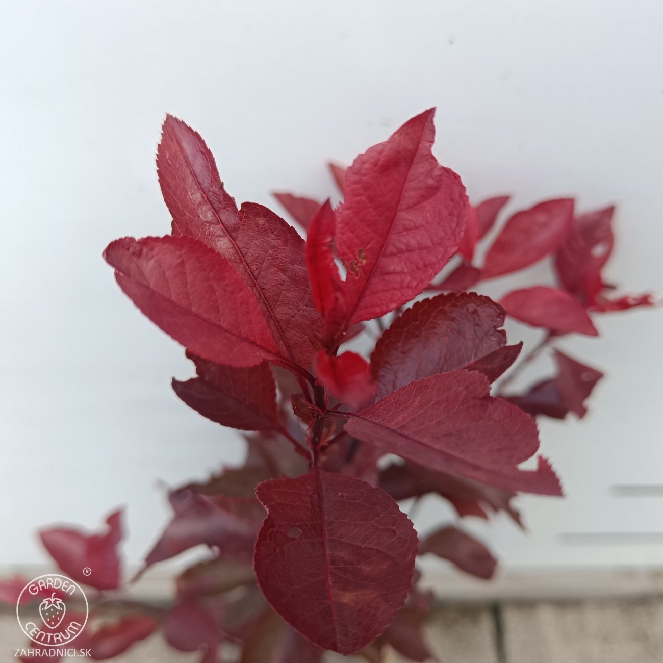 Obrázok Okrasná slivka (Prunus × cistena) - výška 30-40 cm, kont. C3L